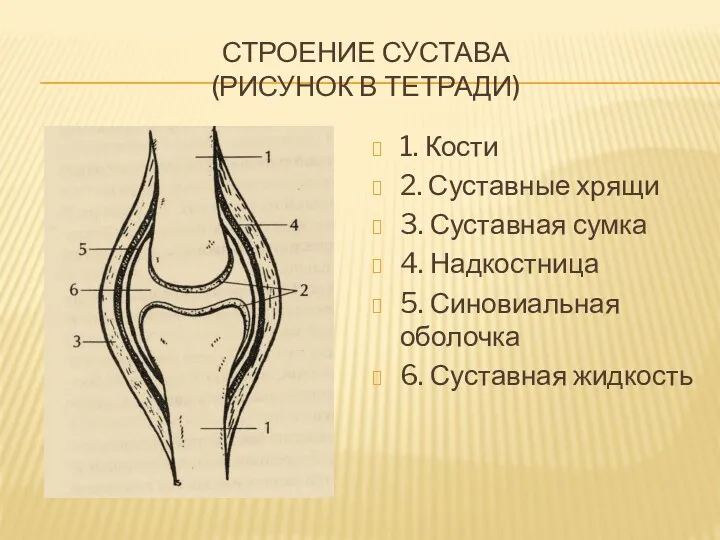 Строение сустава (рисунок в тетради) 1. Кости 2. Суставные хрящи