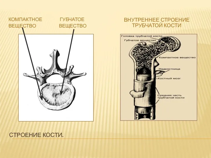 Строение кости. Компактное губчатое Вещество вещество Внутреннее строение трубчатой кости