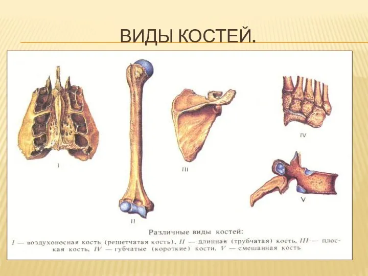 Виды костей.