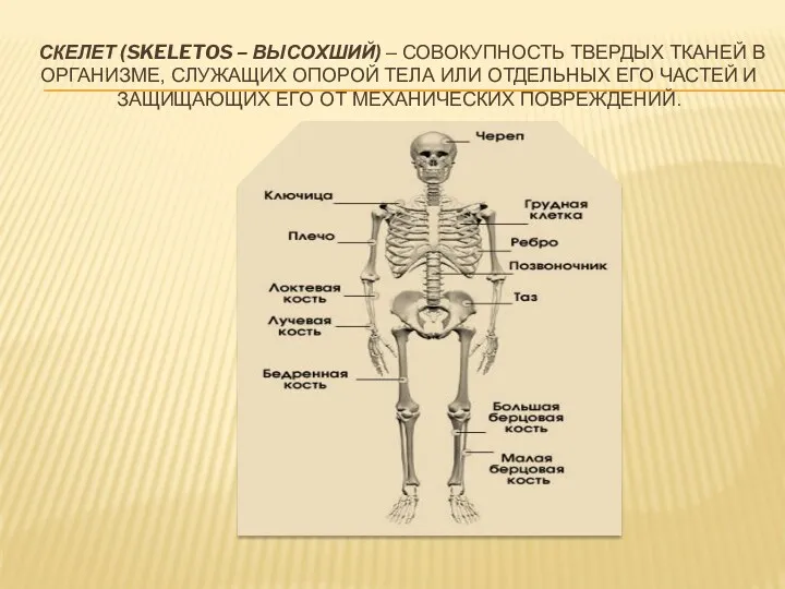 скелет (skeletos – высохший) – совокупность твердых тканей в организме,