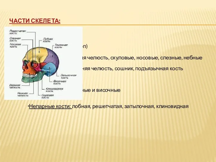 Части скелета: