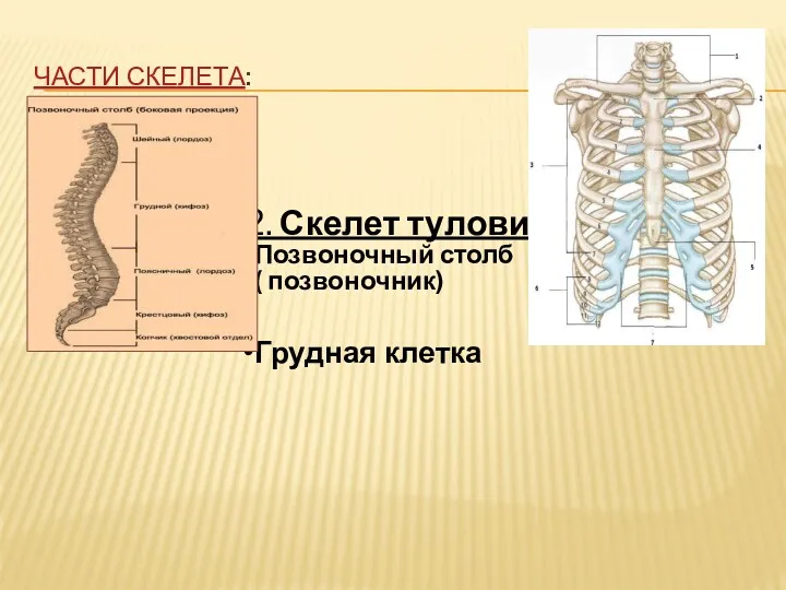 Части скелета: