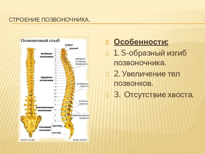 Строение позвоночника. Особенности: 1. S-образный изгиб позвоночника. 2. Увеличение тел позвонков. 3. Отсутствие хвоста.