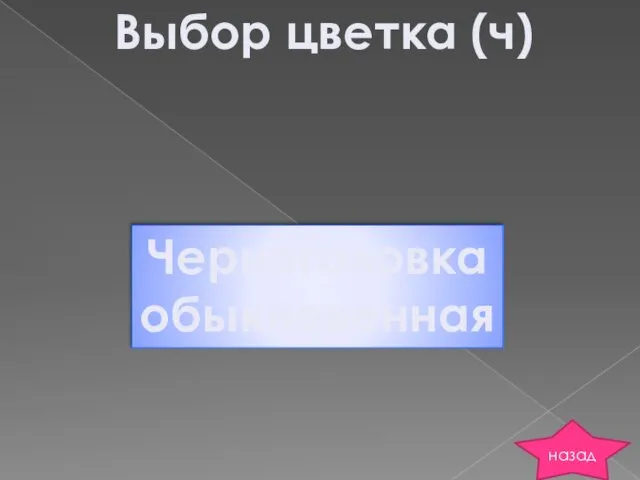 Выбор цветка (ч) Черноголовка обыкновенная назад