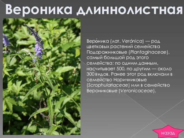 Веро́ника (лат. Verónica) — род цветковых растений семейства Подорожниковые (Plantaginaceae),