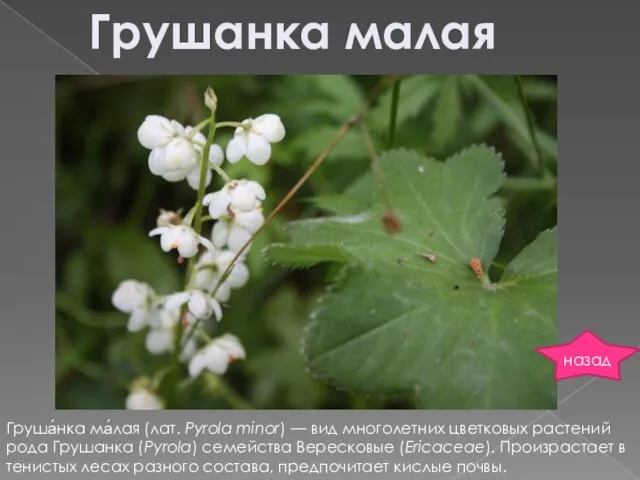 Грушанка малая Груша́нка ма́лая (лат. Pyrola minor) — вид многолетних