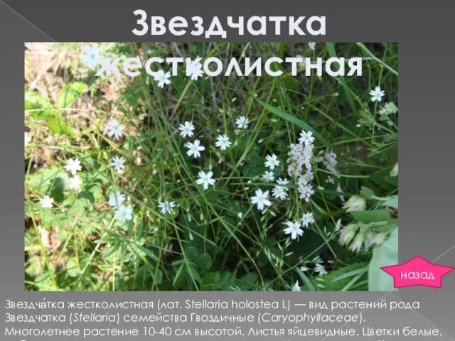 Звездчатка жестколистная Звездча́тка жестколистная (лат. Stellaria holostea L) — вид