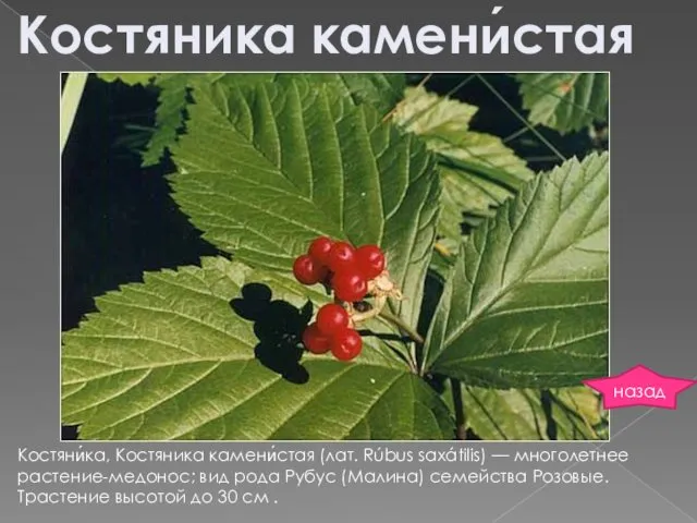 Костяни́ка, Костяника камени́стая (лат. Rúbus saxátilis) — многолетнее растение-медонос; вид