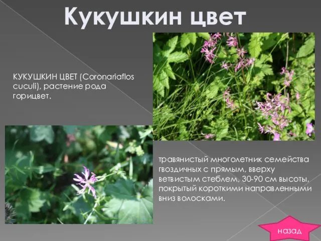 Кукушкин цвет КУКУШКИН ЦВЕТ (Coronariaflos cuculi), растение рода горицвет. травянистый