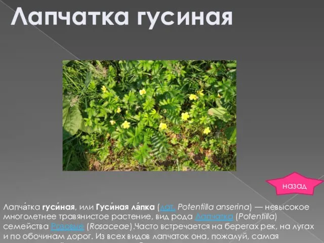 Лапчатка гусиная Лапча́тка гуси́ная, или Гуси́ная ла́пка (лат. Potentilla anserina)