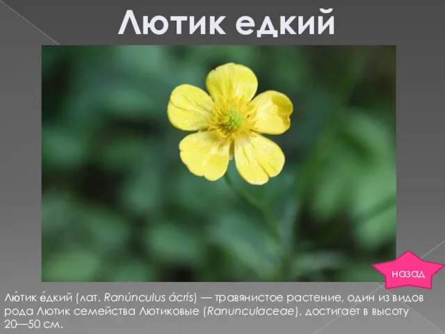 Лютик едкий Лю́тик е́дкий (лат. Ranúnculus ácris) — травянистое растение,