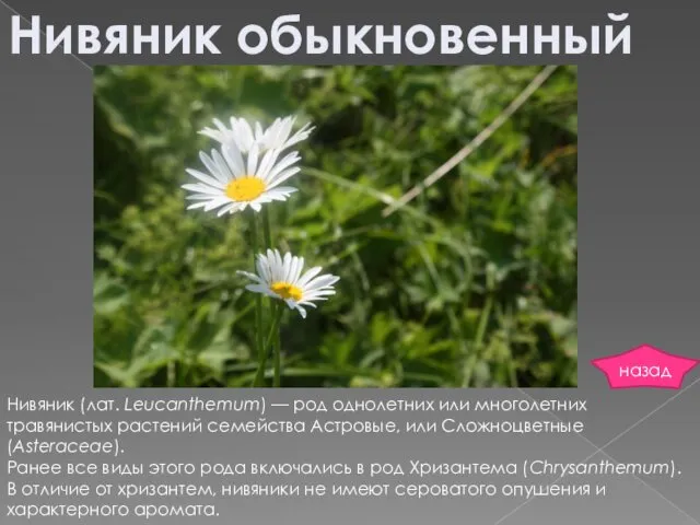 Нивяник обыкновенный Нивяник (лат. Leucanthemum) — род однолетних или многолетних