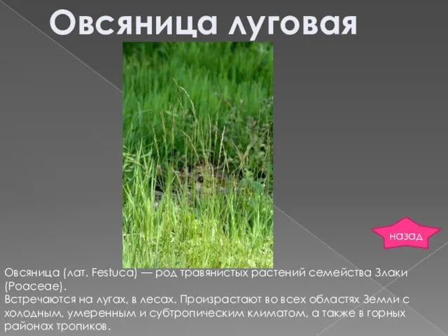 Овсяница луговая Овсяница (лат. Festuca) — род травянистых растений семейства