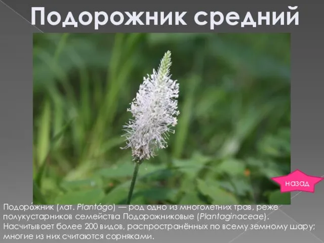 Подорожник средний Подоро́жник (лат. Plantágo) — род одно из многолетних