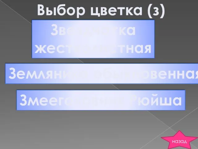 Выбор цветка (з) Звездчатка жестколистная Земляника обыкновенная Змееголовник Рюйша назад