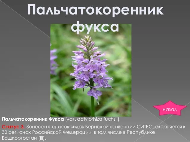 Пальчатокоренник Фукса (лат. actylorhiza fuchsii) Пальчатокоренник фукса Статус 3. Занесен