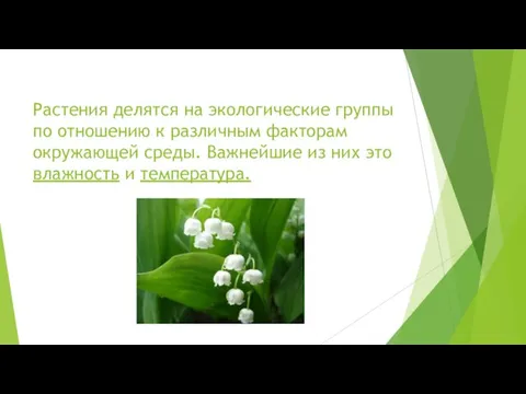 Растения делятся на экологические группы по отношению к различным факторам