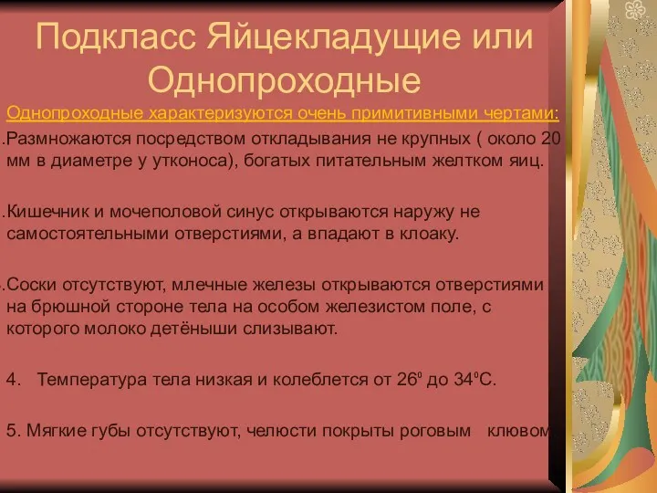 Подкласс Яйцекладущие или Однопроходные Однопроходные характеризуются очень примитивными чертами: Размножаются