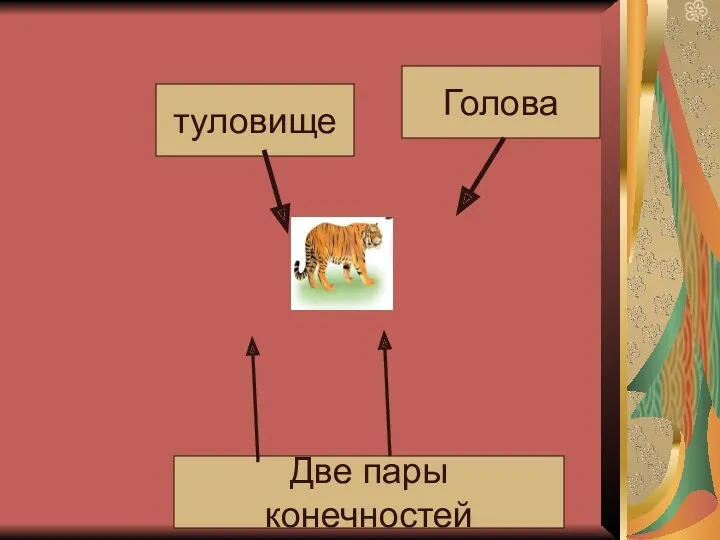 Голова туловище Две пары конечностей