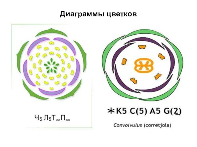 Диаграммы цветков