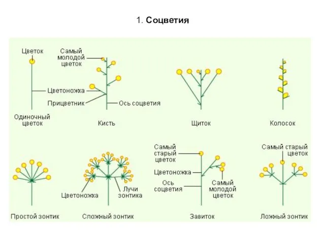 1. Соцветия