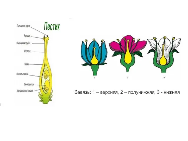 Завязь: 1 – верхняя, 2 – полунижняя, 3 - нижняя