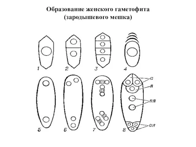 Образование женского гаметофита (зародышевого мешка)