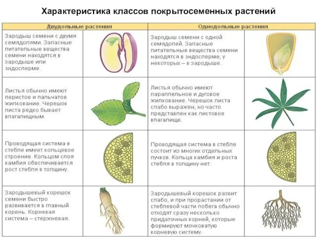 Характеристика классов покрытосеменных растений