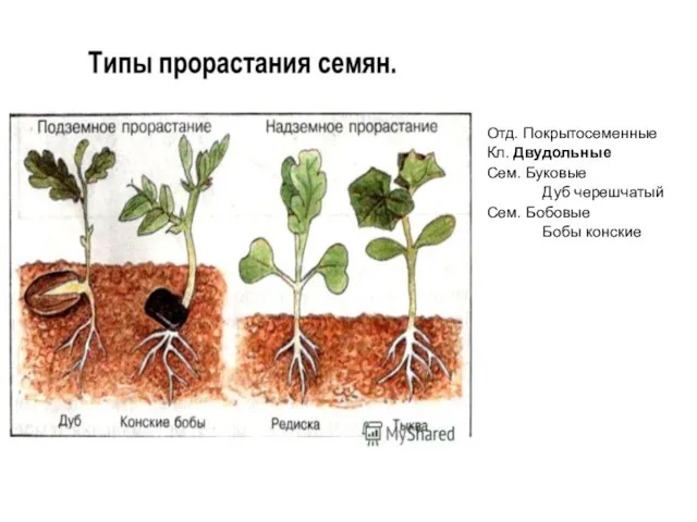 Отд. Покрытосеменные Кл. Двудольные Сем. Буковые Дуб черешчатый Сем. Бобовые Бобы конские