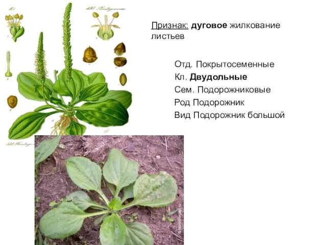 Признак: дуговое жилкование листьев Отд. Покрытосеменные Кл. Двудольные Сем. Подорожниковые Род Подорожник Вид Подорожник большой