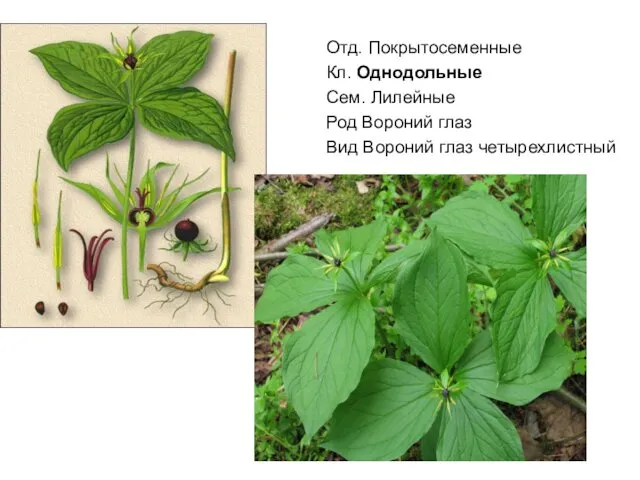 Отд. Покрытосеменные Кл. Однодольные Сем. Лилейные Род Вороний глаз Вид Вороний глаз четырехлистный