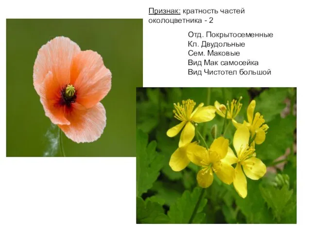 Признак: кратность частей околоцветника - 2 Отд. Покрытосеменные Кл. Двудольные