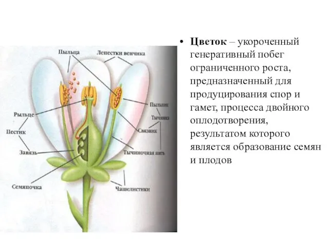 Цветок – укороченный генеративный побег ограниченного роста, предназначенный для продуцирования