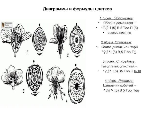 Диаграммы и формулы цветков 1 п/сем. Яблоневые: Яблоня домашняя –