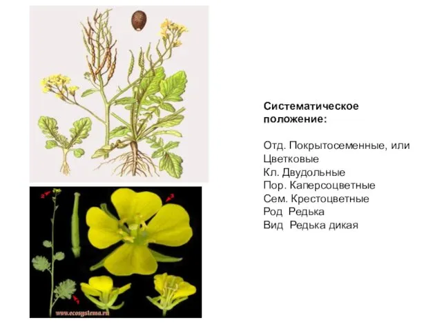 Систематическое положение: Отд. Покрытосеменные, или Цветковые Кл. Двудольные Пор. Каперсоцветные