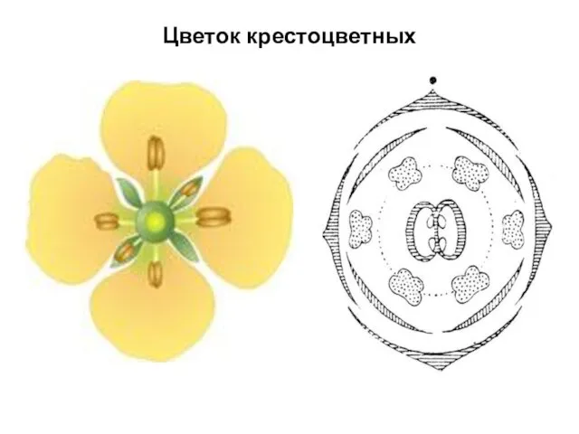 Цветок крестоцветных