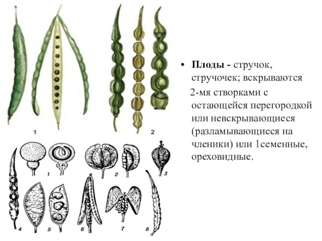 Плоды - стручок, стручочек; вскрываются 2-мя створками с остающейся перегородкой