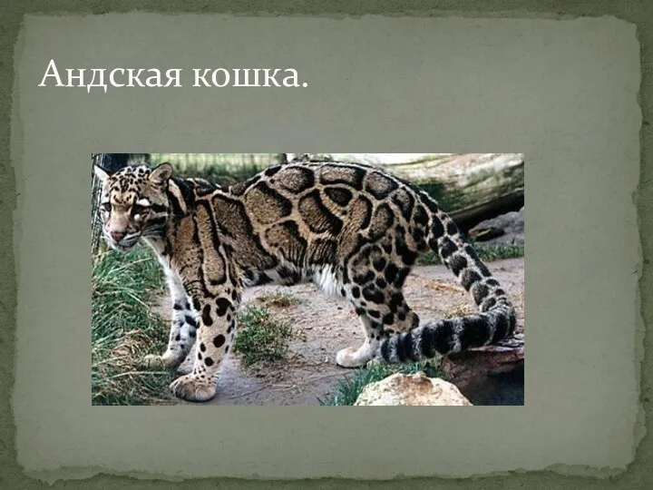 Андская кошка.