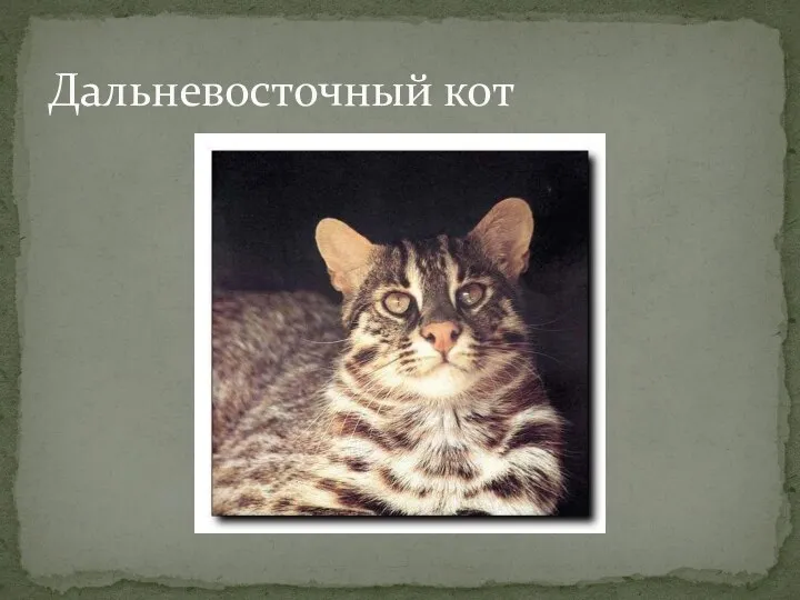 Дальневосточный кот