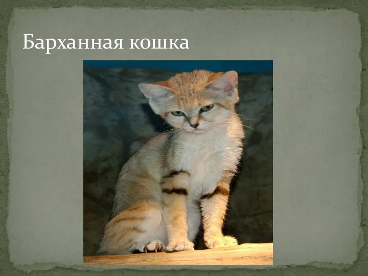 Барханная кошка