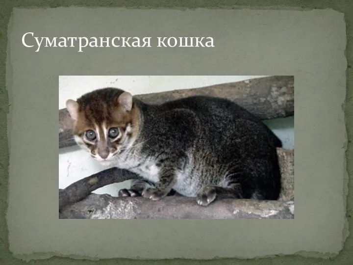 Суматранская кошка