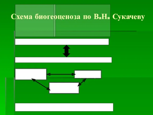 Схема биогеоценоза по В.Н. Сукачеву