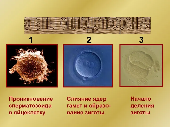 Проникновение сперматозоида в яйцеклетку Слияние ядер гамет и образо- вание