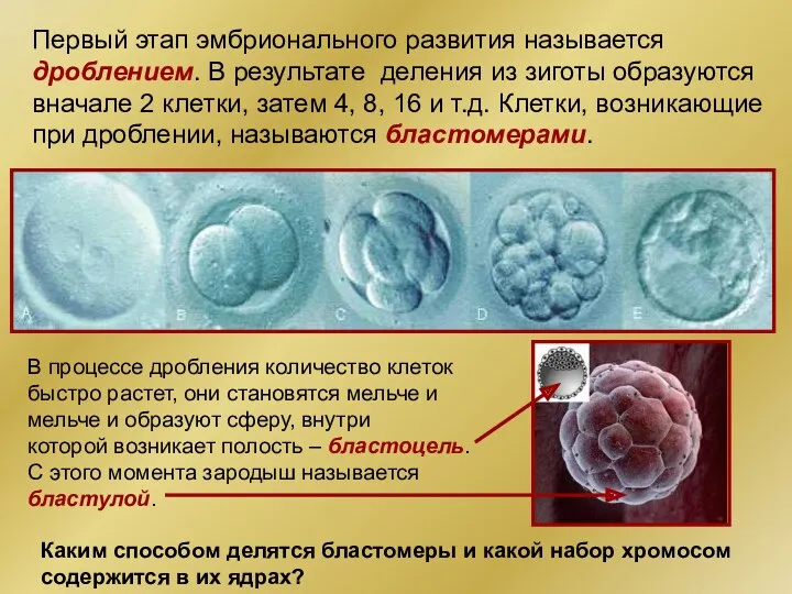 Первый этап эмбрионального развития называется дроблением. В результате деления из