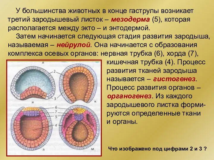 У большинства животных в конце гаструлы возникает третий зародышевый листок