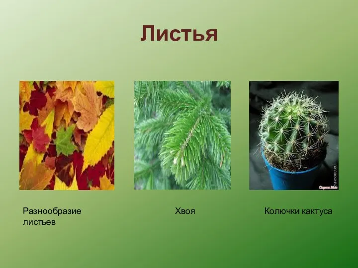Листья Разнообразие листьев Хвоя Колючки кактуса