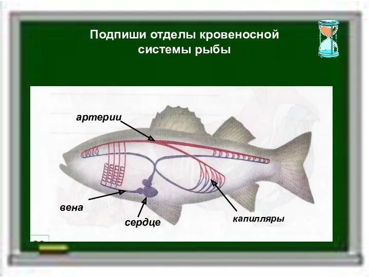 Подпиши отделы кровеносной системы рыбы сердце вена артерии капилляры