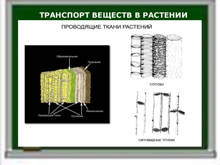 ТРАНСПОРТ ВЕЩЕСТВ В РАСТЕНИИ