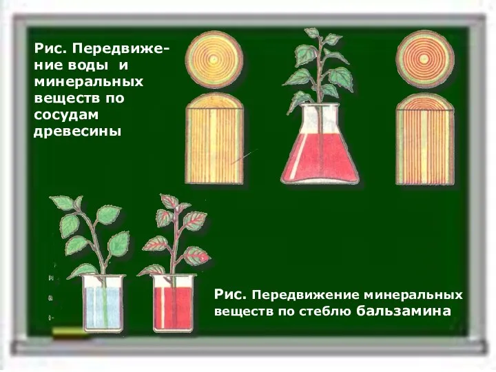 Рис. Передвиже-ние воды и минеральных веществ по сосудам древесины Рис. Передвижение минеральных веществ по стеблю бальзамина