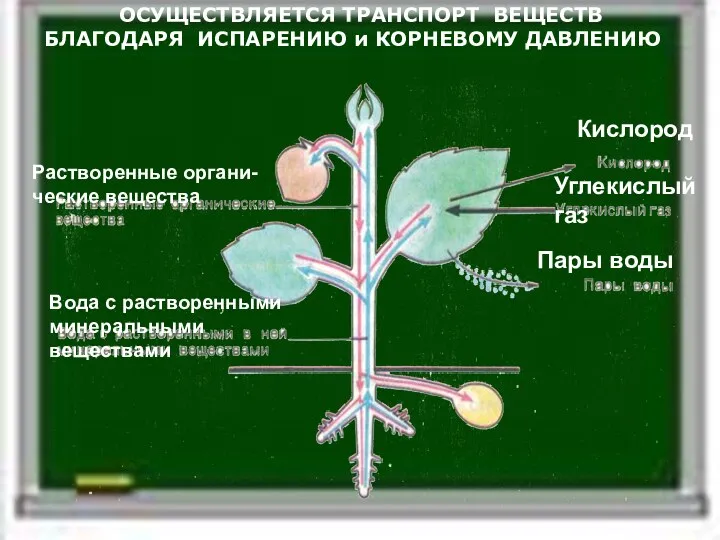 Пары воды Кислород Углекислый газ Растворенные органи-ческие вещества Вода с